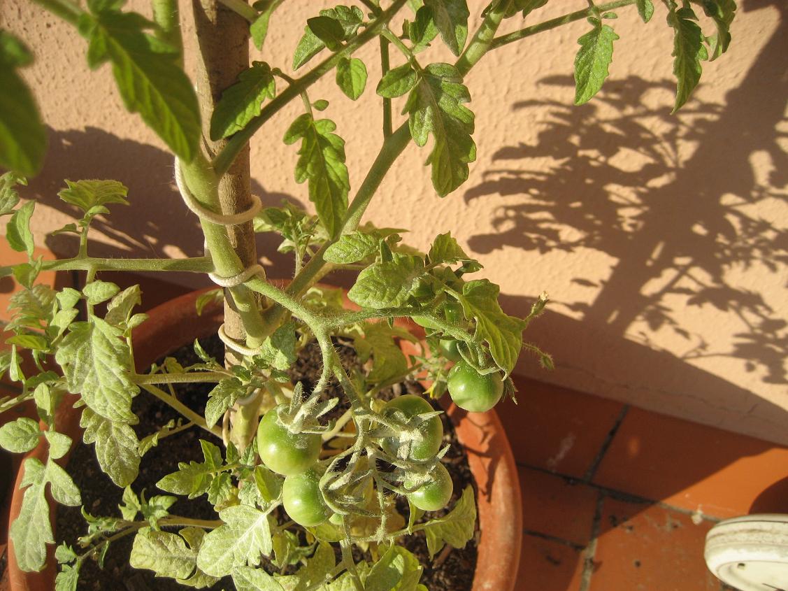 [Foto de planta, jardin, jardineria]