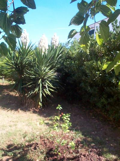 [Foto de planta, jardin, jardineria]