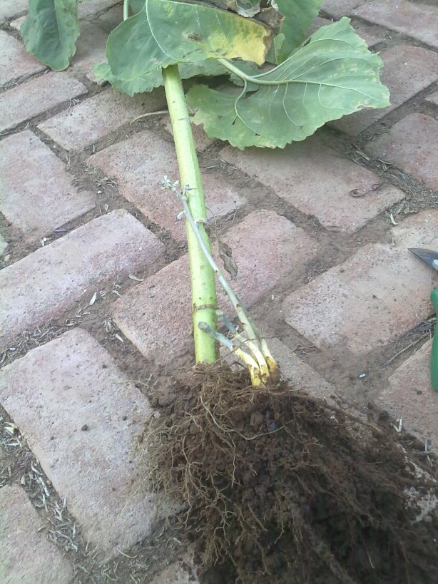 [Foto de planta, jardin, jardineria]