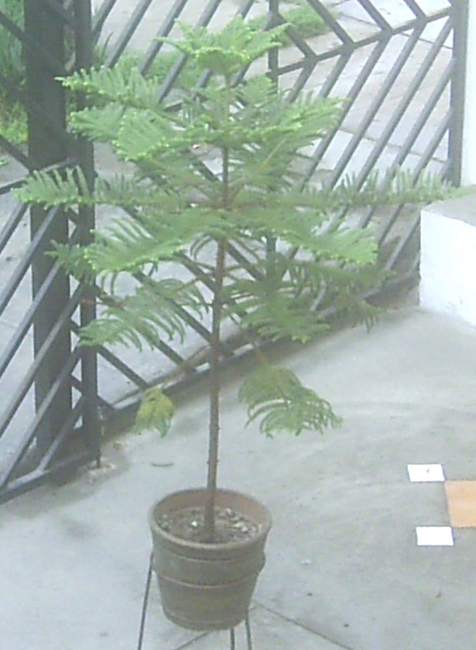 [Foto de planta, jardin, jardineria]