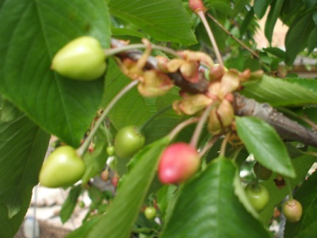 [Foto de planta, jardin, jardineria]