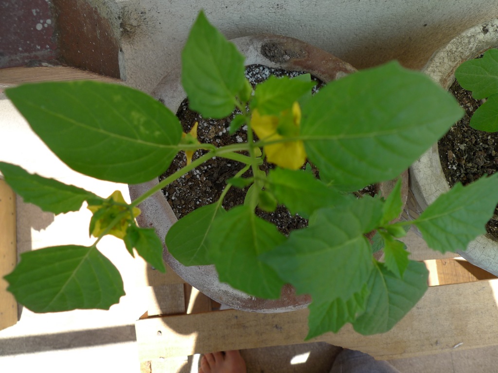 [Foto de planta, jardin, jardineria]