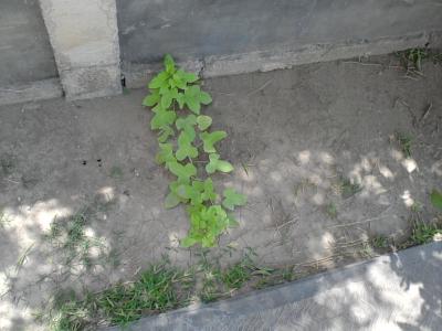 [Foto de planta, jardin, jardineria]