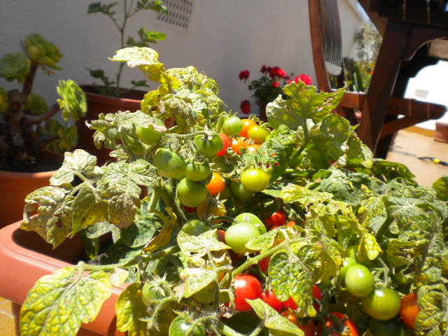 [Foto de planta, jardin, jardineria]