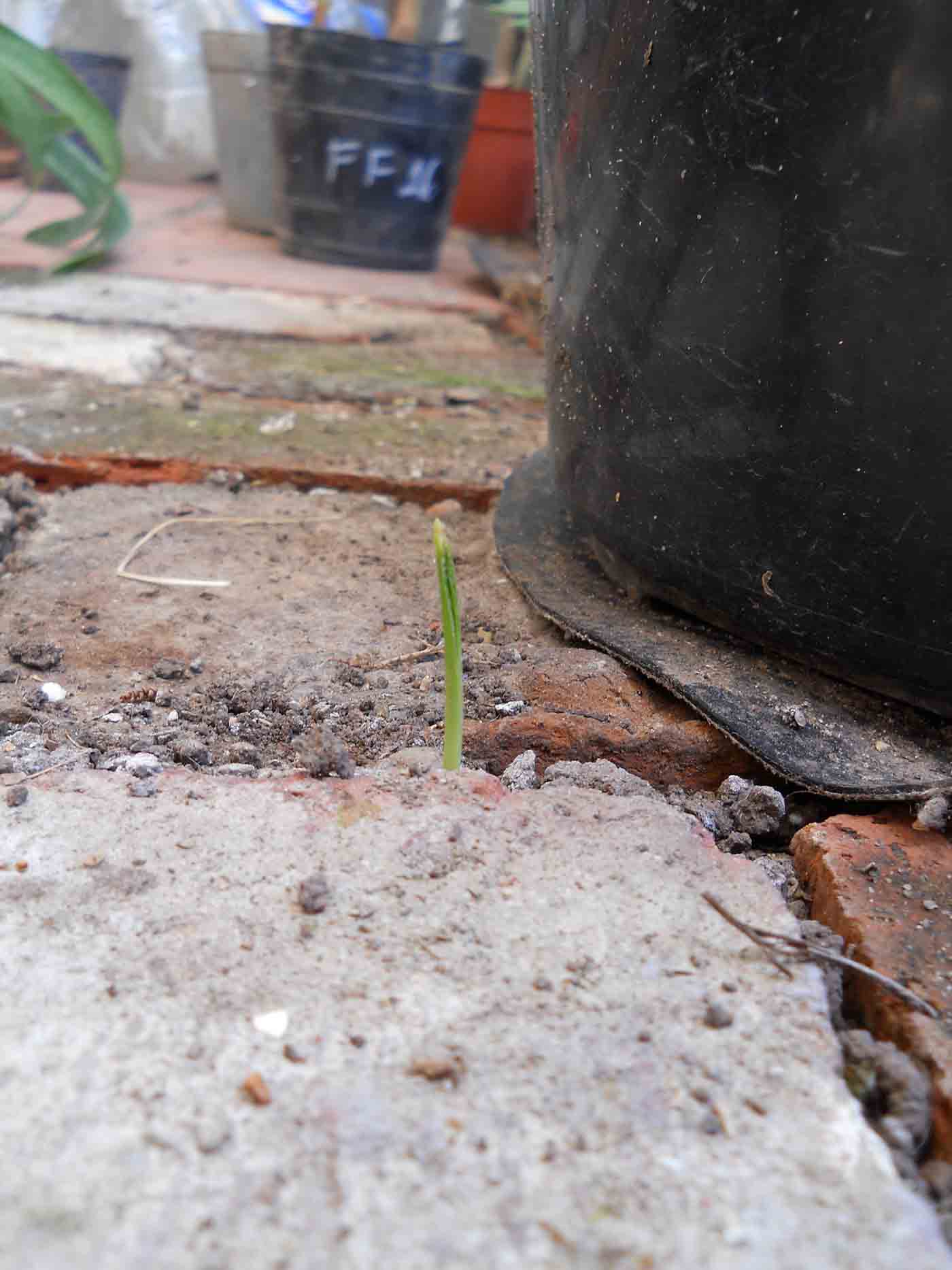 [Foto de planta, jardin, jardineria]