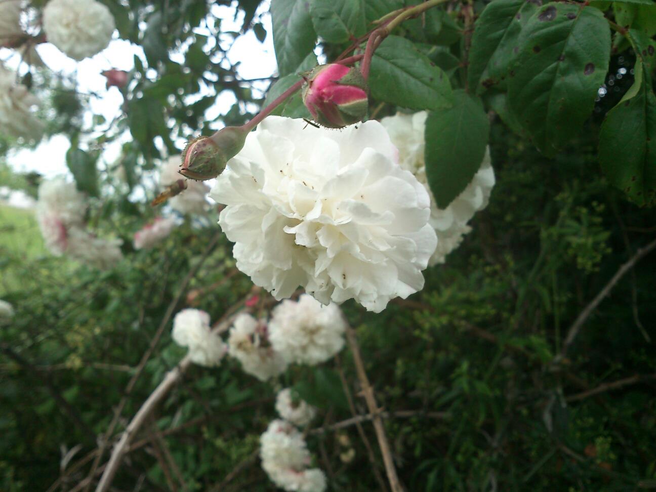 [Foto de planta, jardin, jardineria]