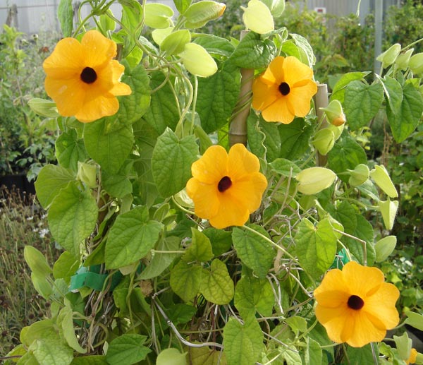 [Foto de planta, jardin, jardineria]