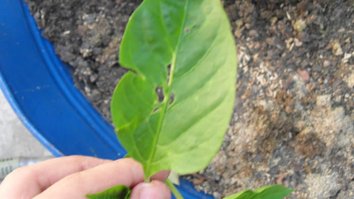 [Foto de planta, jardin, jardineria]