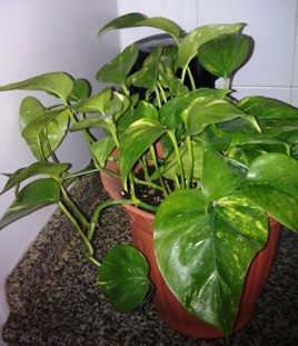 [Foto de planta, jardin, jardineria]