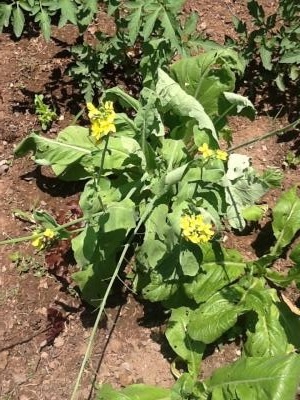 [Foto de planta, jardin, jardineria]