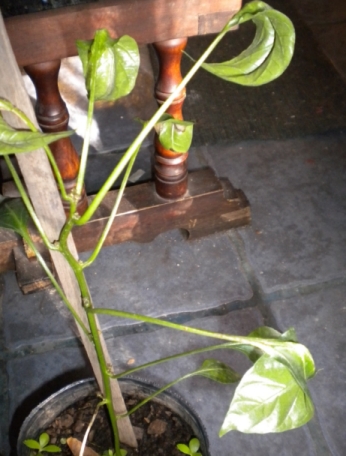 [Foto de planta, jardin, jardineria]