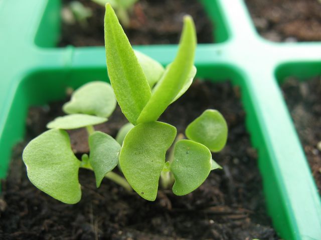 [Foto de planta, jardin, jardineria]