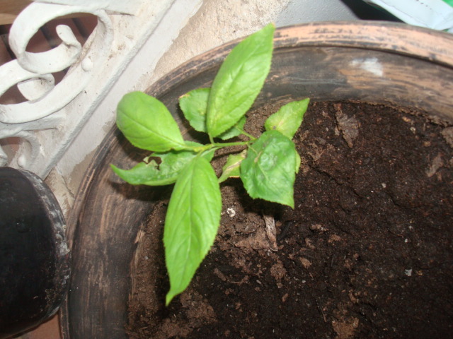 [Foto de planta, jardin, jardineria]