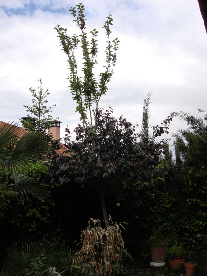 [Foto de planta, jardin, jardineria]