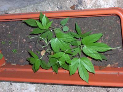 [Foto de planta, jardin, jardineria]