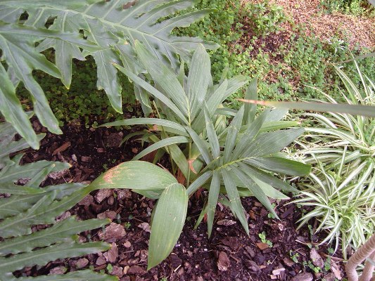 [Foto de planta, jardin, jardineria]