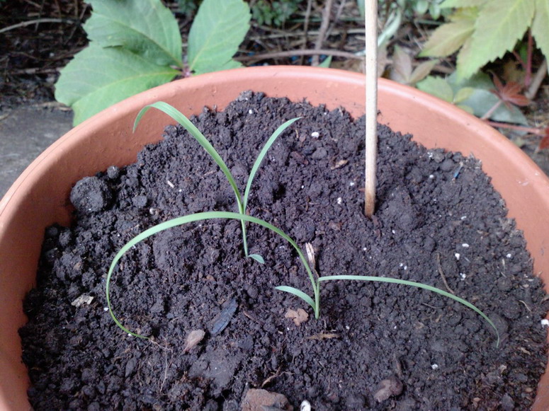 [Foto de planta, jardin, jardineria]