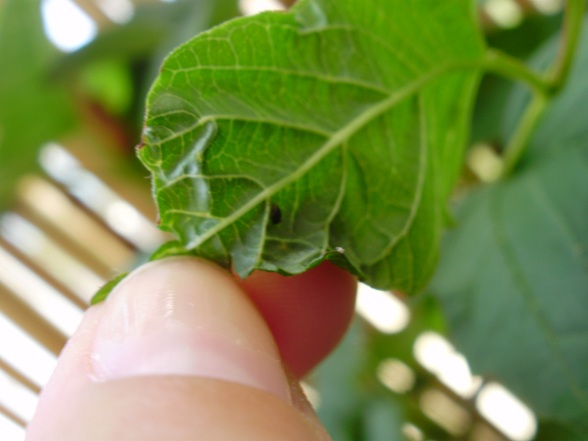 [Foto de planta, jardin, jardineria]