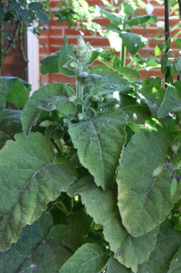 [Foto de planta, jardin, jardineria]