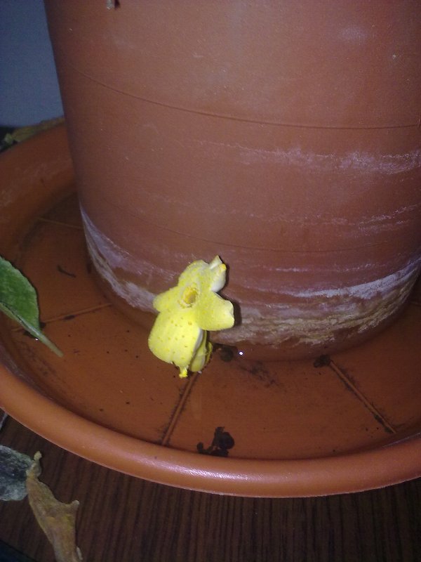 [Foto de planta, jardin, jardineria]