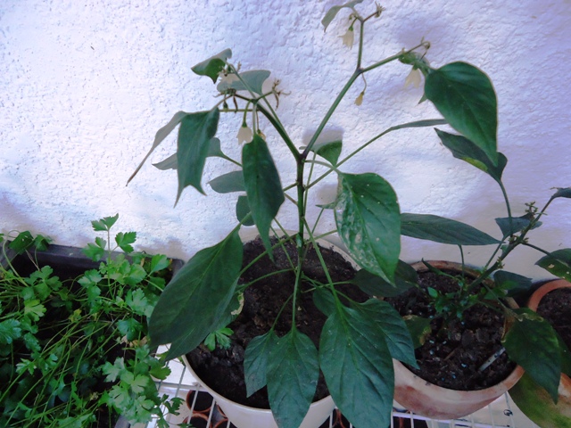 [Foto de planta, jardin, jardineria]