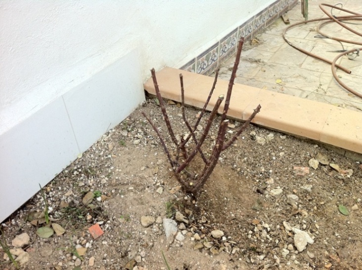 [Foto de planta, jardin, jardineria]