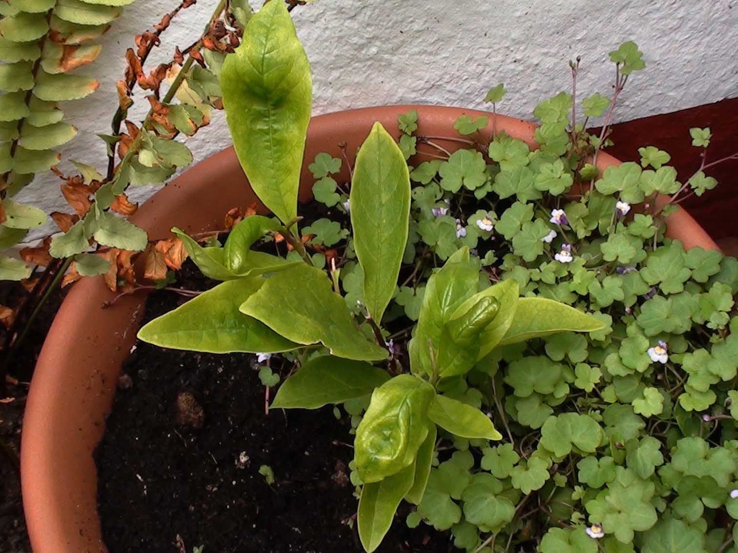 [Foto de planta, jardin, jardineria]