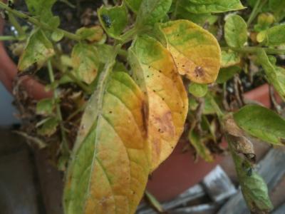 [Foto de planta, jardin, jardineria]