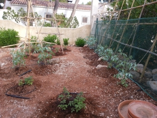 [Foto de planta, jardin, jardineria]