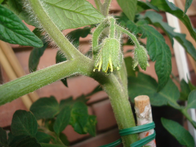 [Foto de planta, jardin, jardineria]