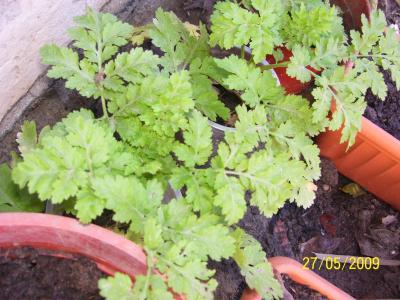 [Foto de planta, jardin, jardineria]