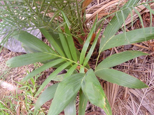 [Foto de planta, jardin, jardineria]