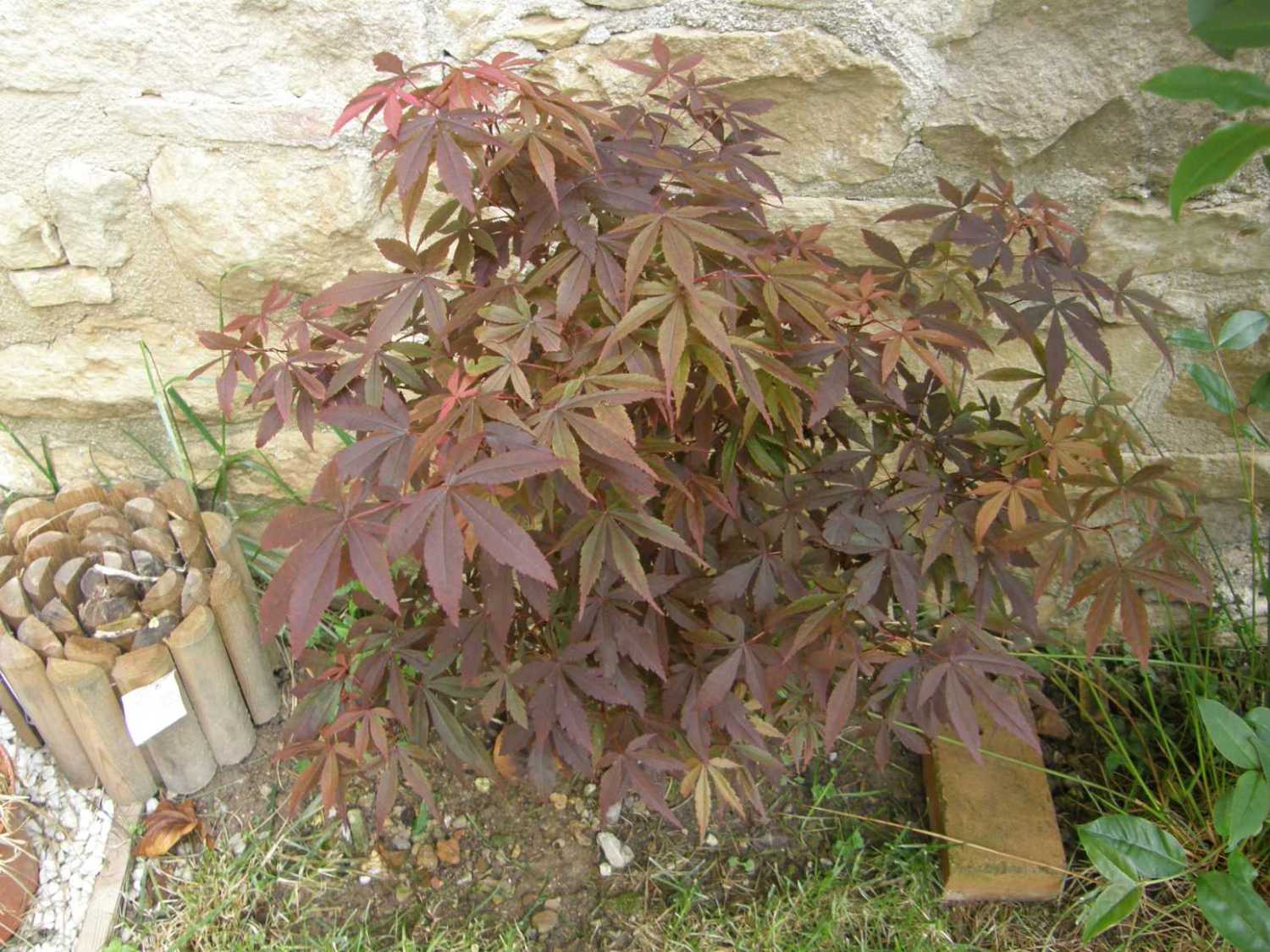 [Foto de planta, jardin, jardineria]