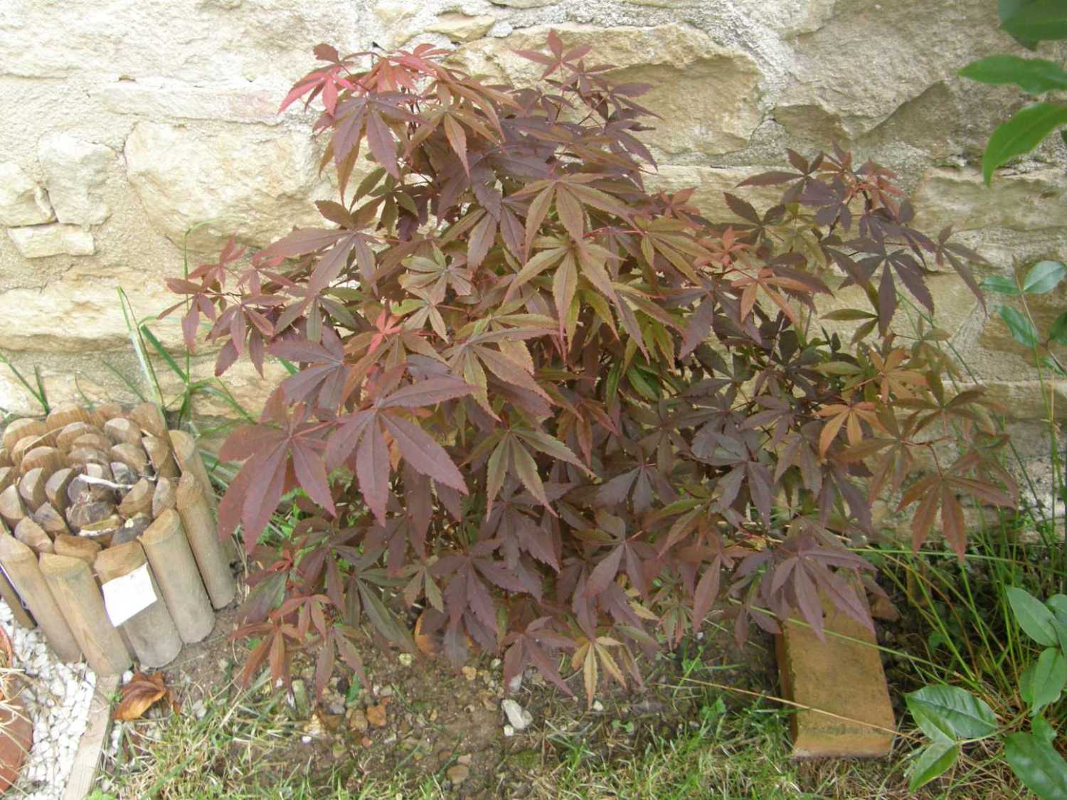 [Foto de planta, jardin, jardineria]