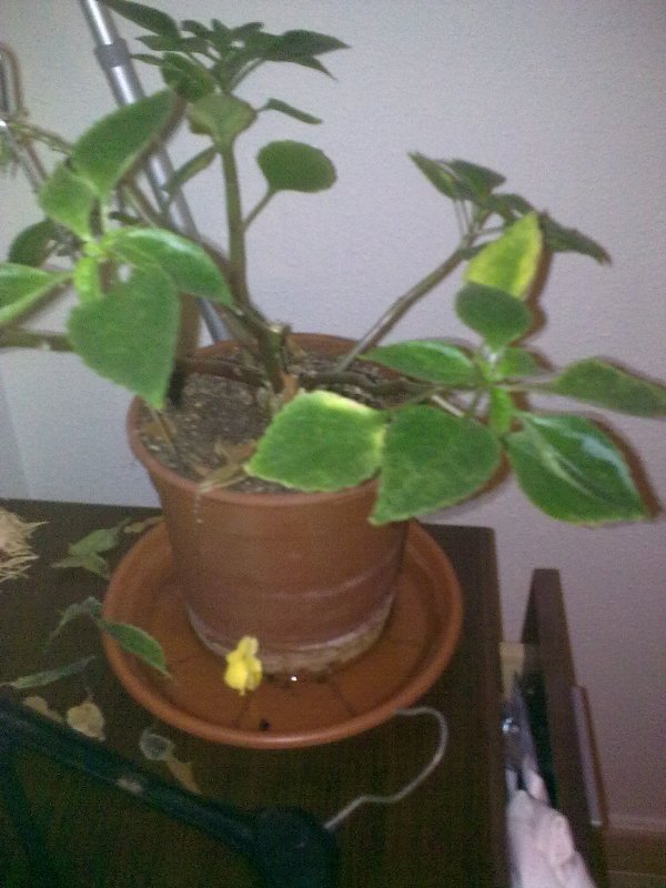 [Foto de planta, jardin, jardineria]