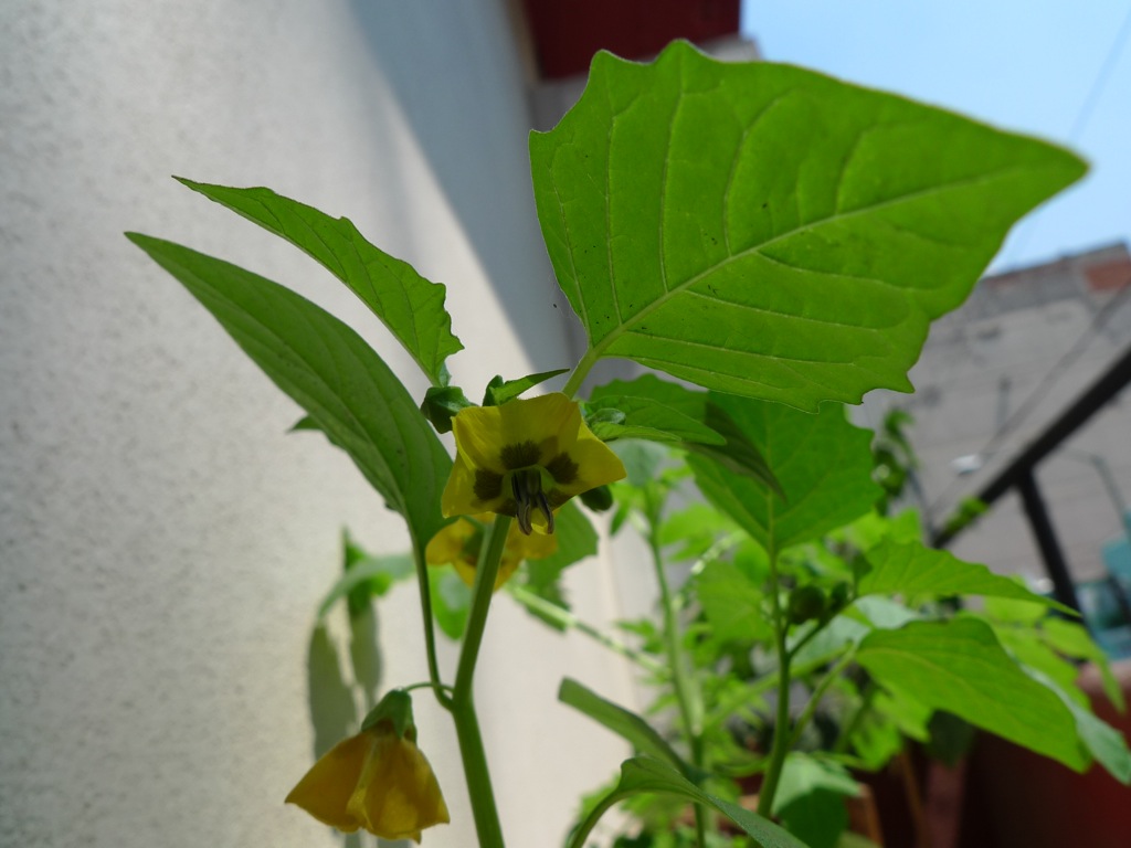 [Foto de planta, jardin, jardineria]