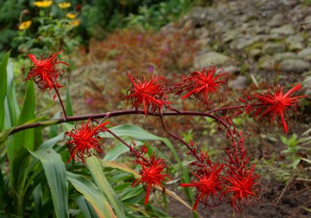 [Foto de planta, jardin, jardineria]