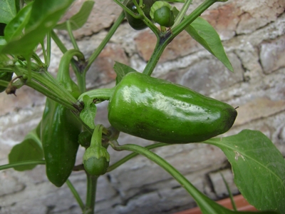 [Foto de planta, jardin, jardineria]