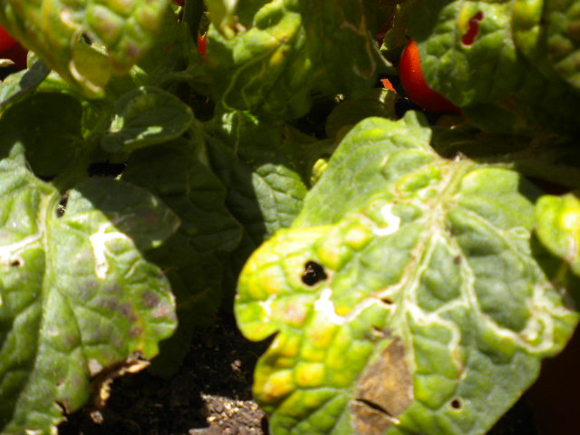 [Foto de planta, jardin, jardineria]