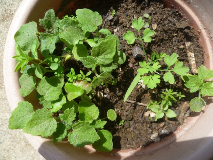 [Foto de planta, jardin, jardineria]
