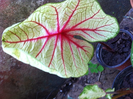 [Foto de planta, jardin, jardineria]