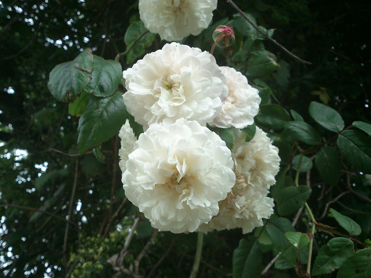 [Foto de planta, jardin, jardineria]