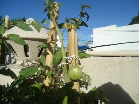 [Foto de planta, jardin, jardineria]