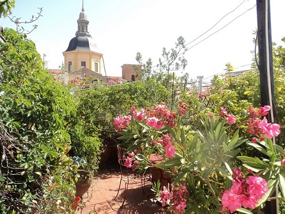 [Foto de planta, jardin, jardineria]