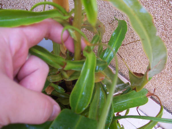 [Foto de planta, jardin, jardineria]