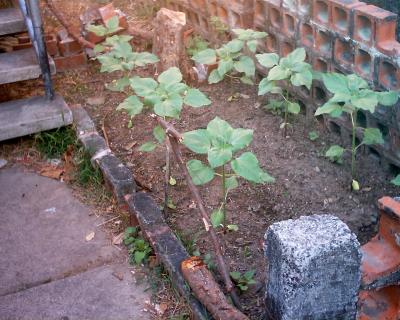 [Foto de planta, jardin, jardineria]