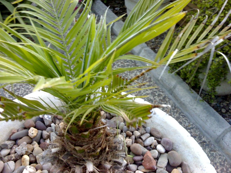 [Foto de planta, jardin, jardineria]