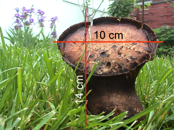 [Foto de planta, jardin, jardineria]