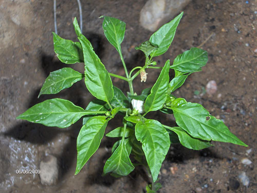 [Foto de planta, jardin, jardineria]