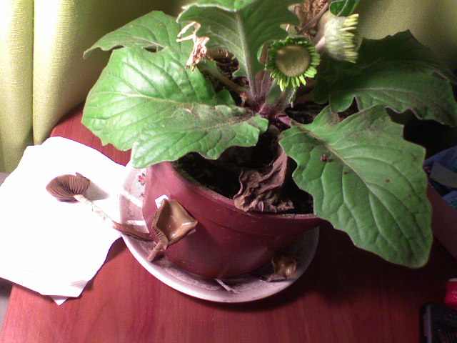 [Foto de planta, jardin, jardineria]